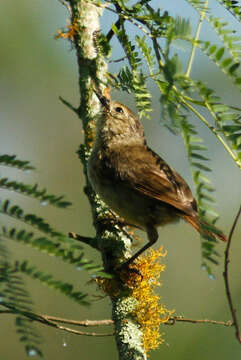 Certhidea fusca Sclater, PL & Salvin 1870 resmi