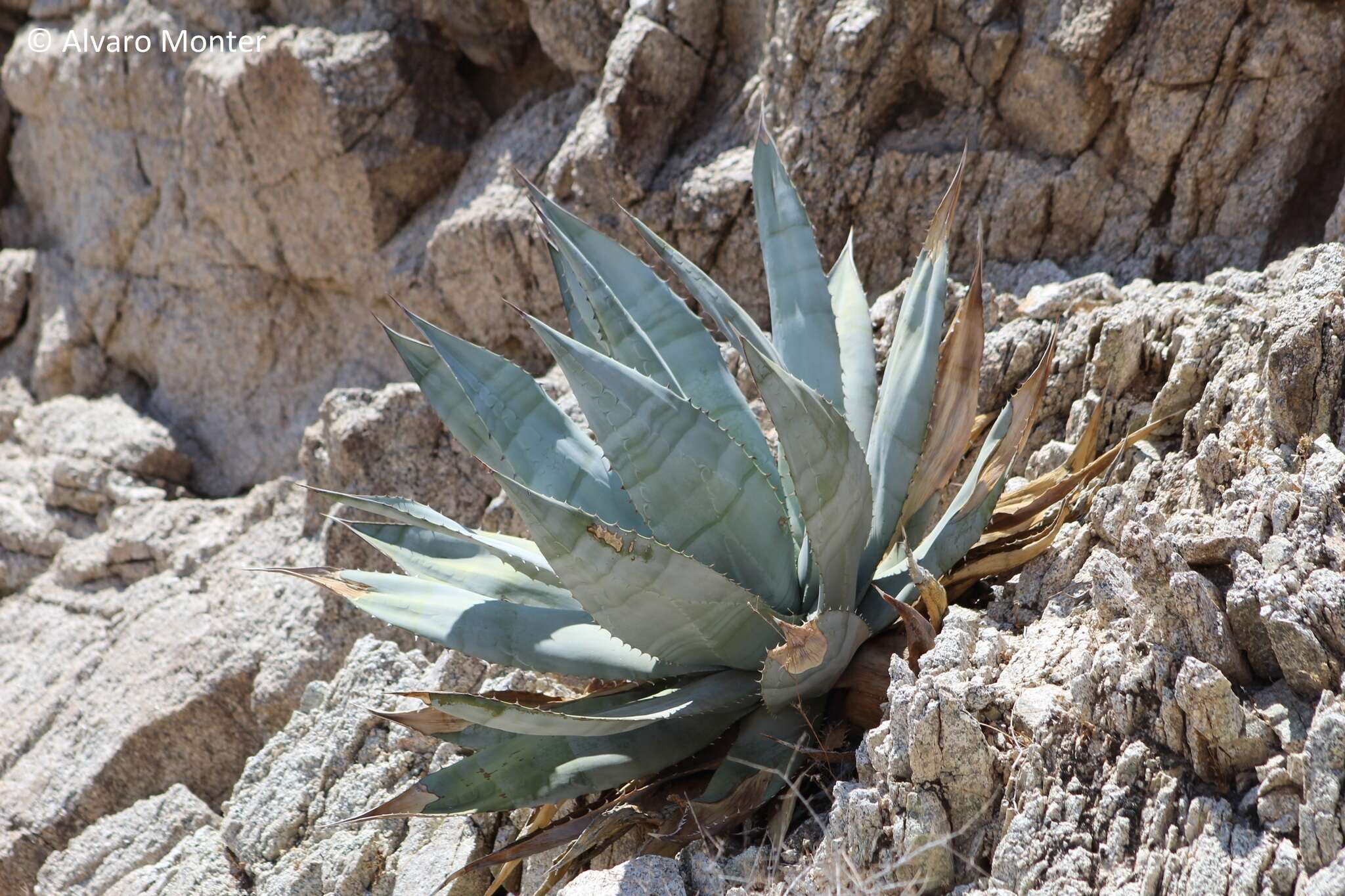 Image of Agave turneri R. H. Webb & Salazar-Ceseña