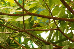 Слика од Vireo flavoviridis (Cassin 1851)