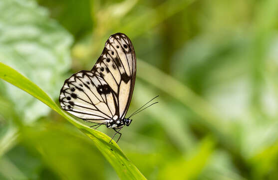 Imagem de Zethera hestioides Felder 1861