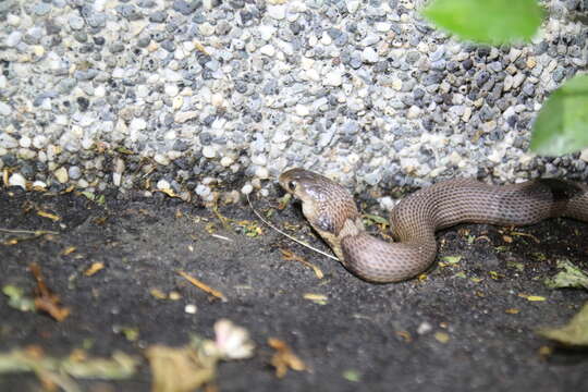 Image of Chinese Cobra