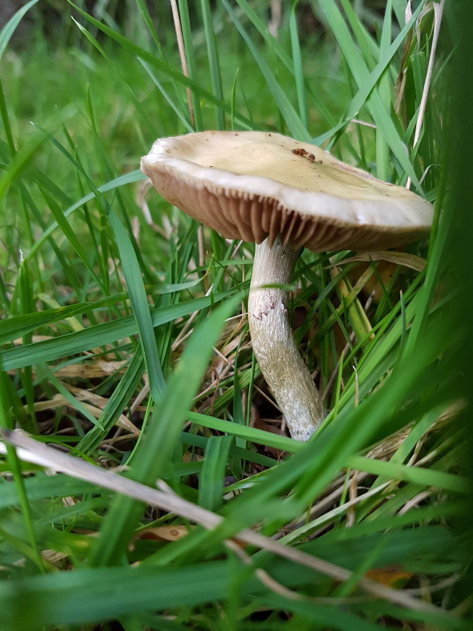 Image of Stropharia caerulea Kreisel 1979