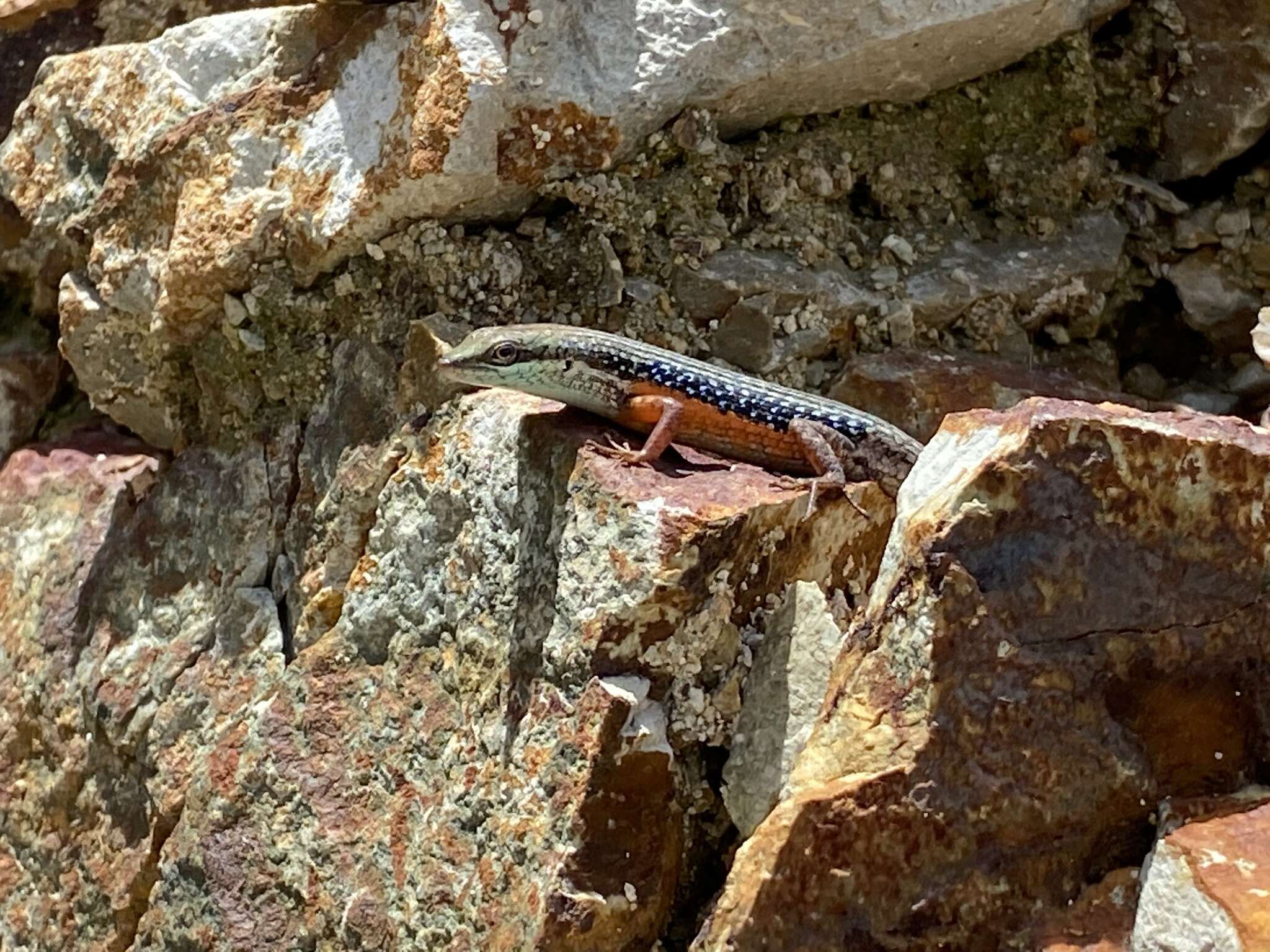 Image of Lined Rainbow-skink