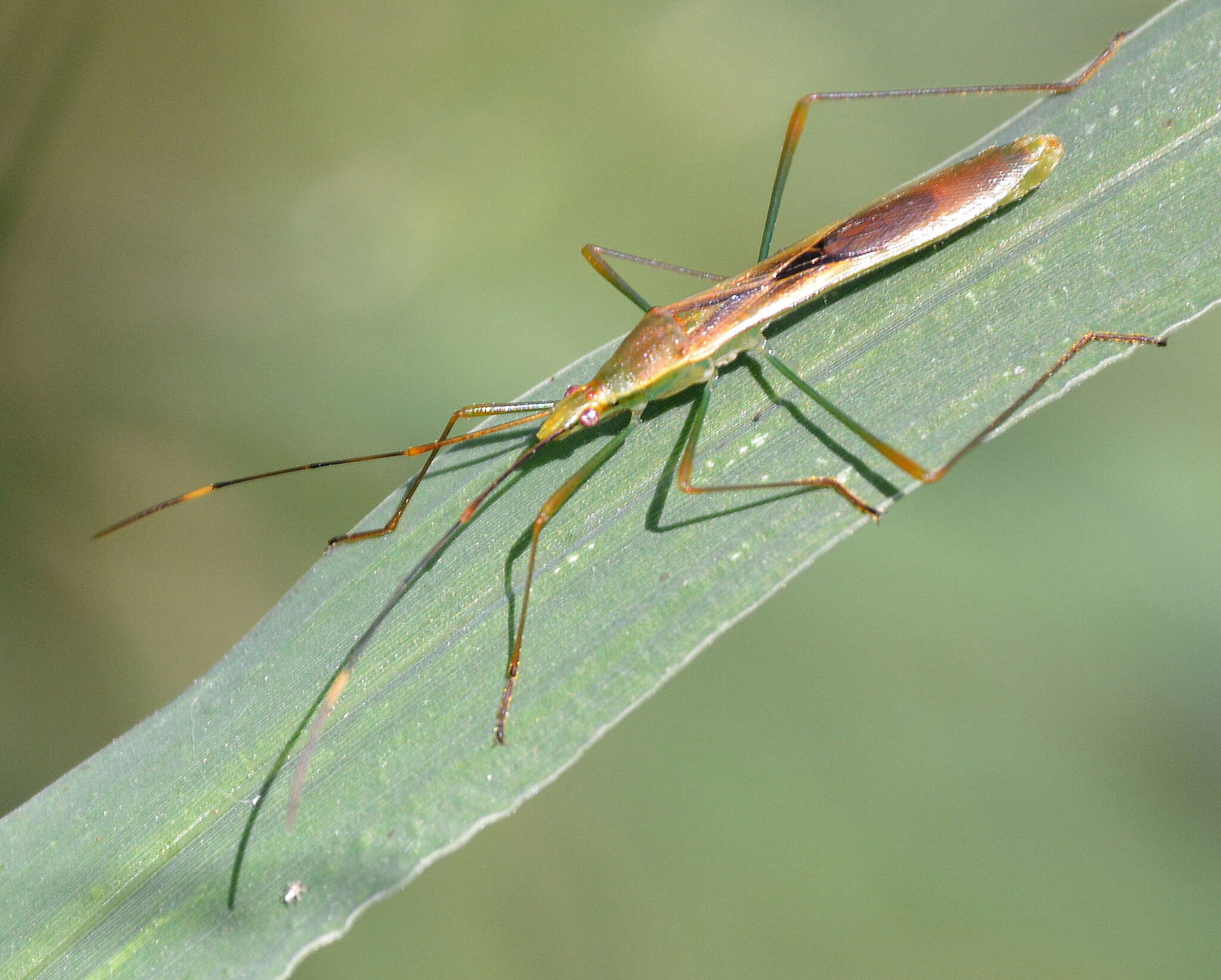 Image of Stenocoris (Stenocoris) apicalis (Westwood 1842)