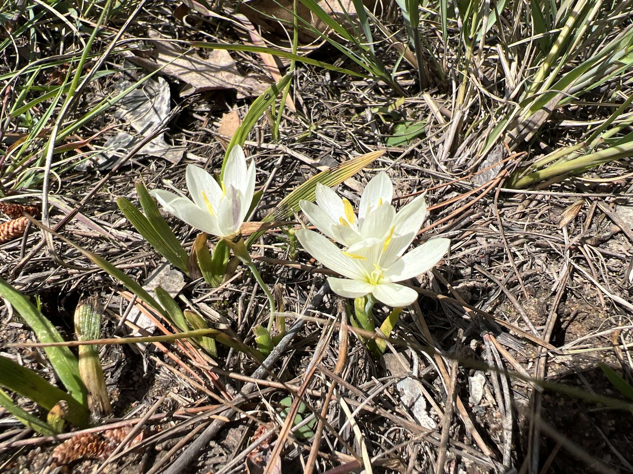 Image of Geissorhiza imbricata subsp. imbricata