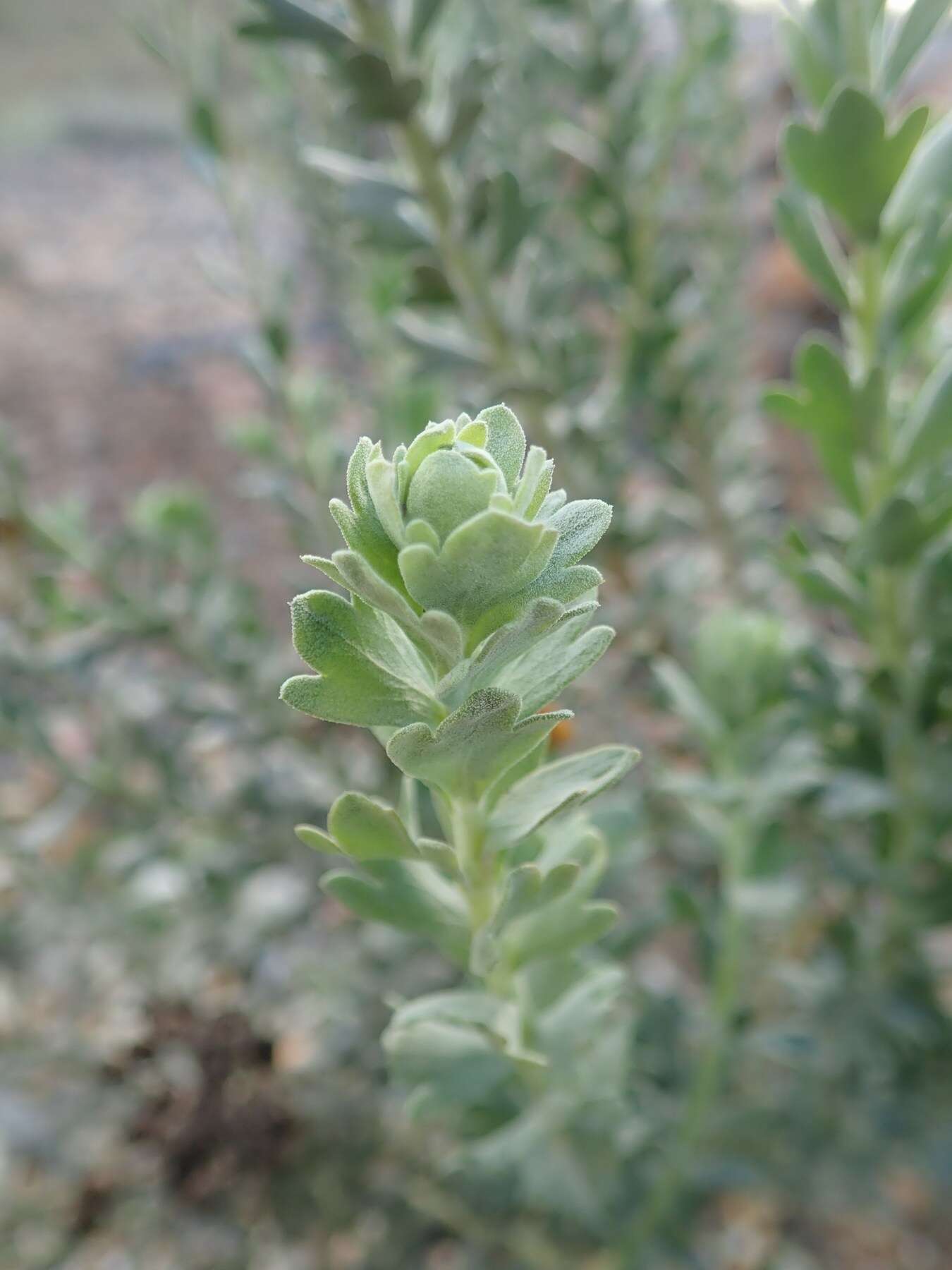 Image of Athanasia trifurcata (L.) L.