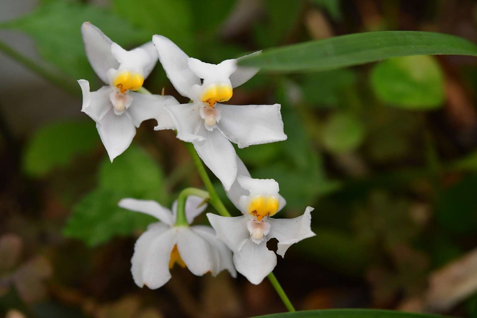 Plancia ëd Cuitlauzina pulchella (Bateman ex Lindl.) Dressler & N. H. Williams