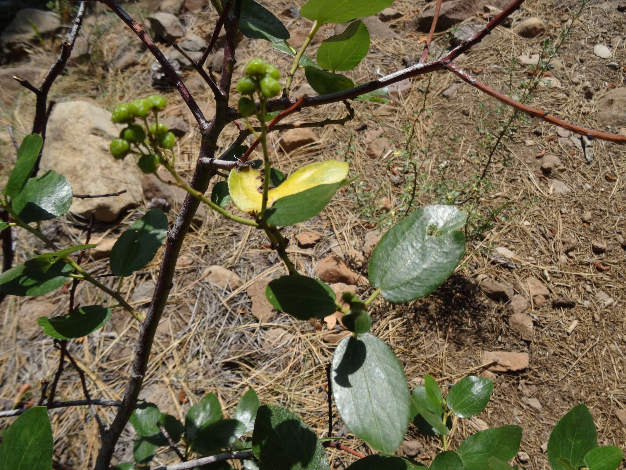 Ceanothus velutinus Dougl. resmi