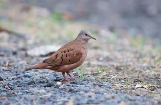 صورة Columbina minuta (Linnaeus 1766)