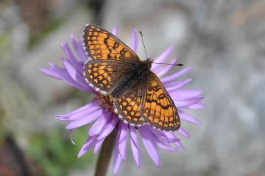 Image of Melitaea varia Meyer-Dür 1851