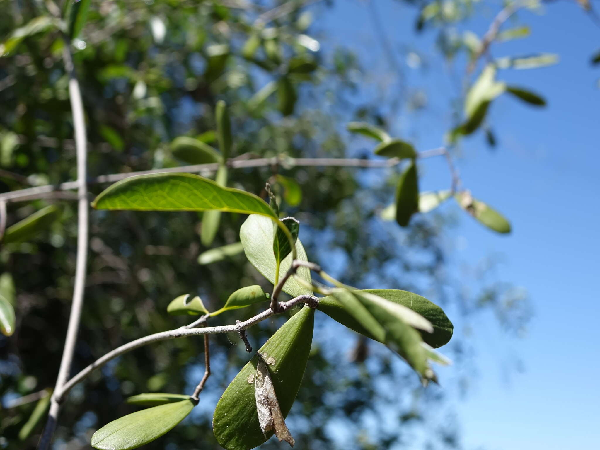 Image de Loeseneriella urceolus (Tulasne) N. Hallé