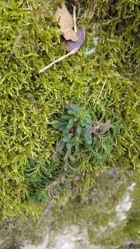 Слика од Sedum cepaea L.