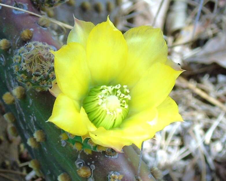 Image of Opuntia decumbens Salm-Dyck