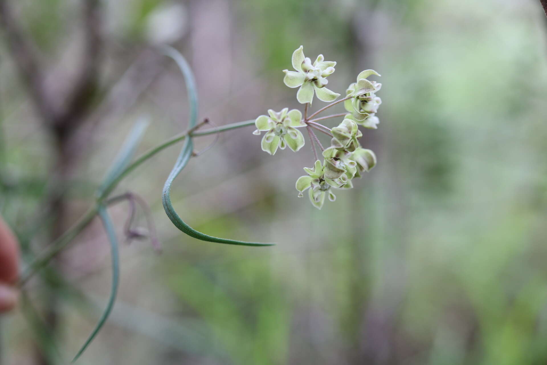 Image of Asclepias praemorsa Schltr.