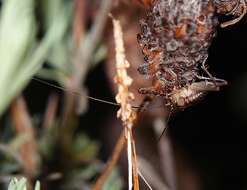 Image of Hemiandrus maia Taylor Smith, Morgan-Richards & Trewick 2013