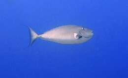 Image of Horseface Unicornfish