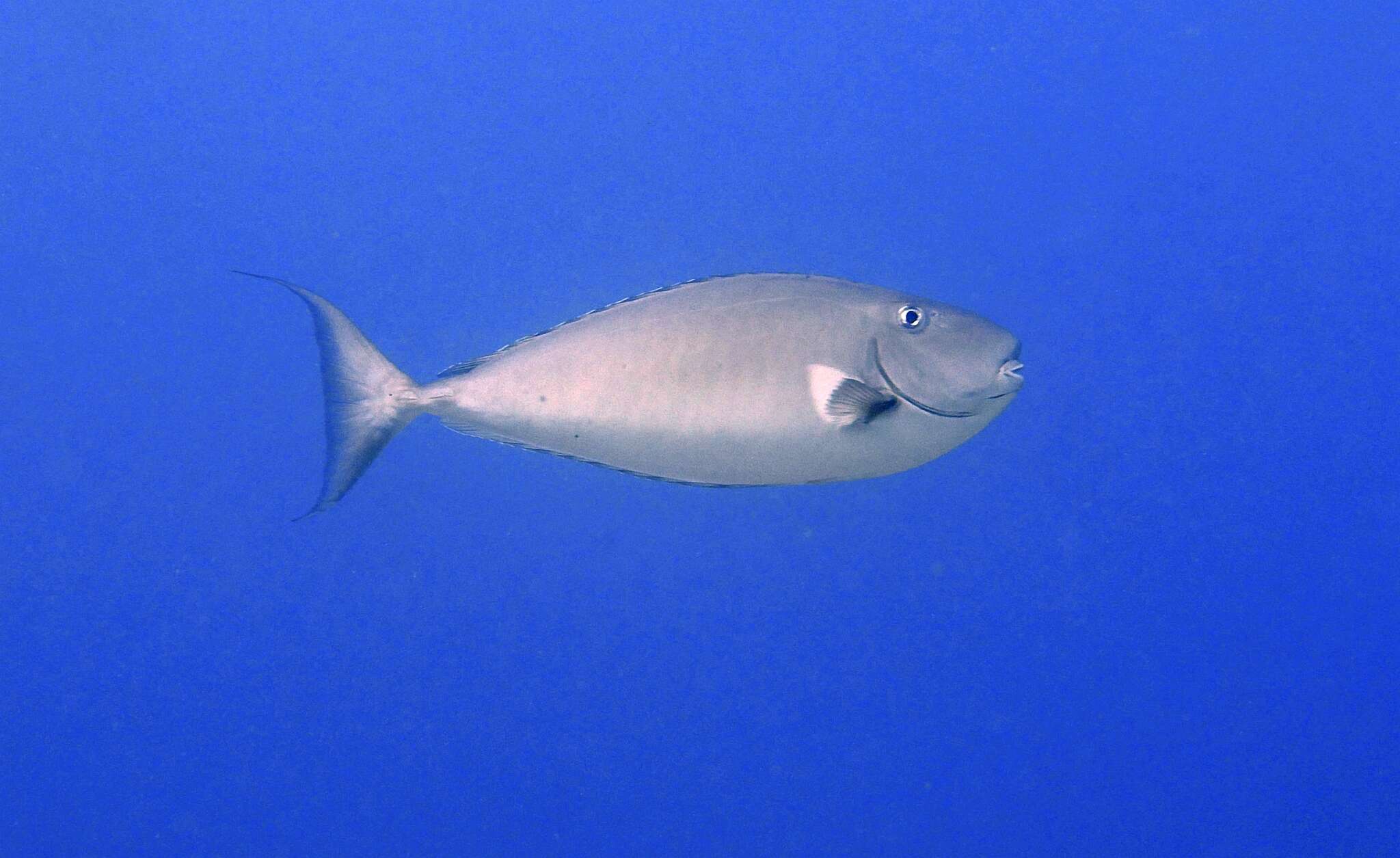 Image of Horseface Unicornfish