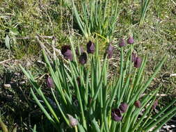 Image of Allium atrosanguineum Schrenk