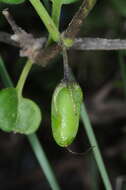 Image of Salpichroa scandens Damm.