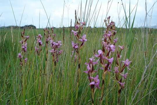 Image of Disa zuluensis Rolfe