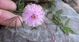 Imagem de Mimosa strigillosa Torr. & A. Gray