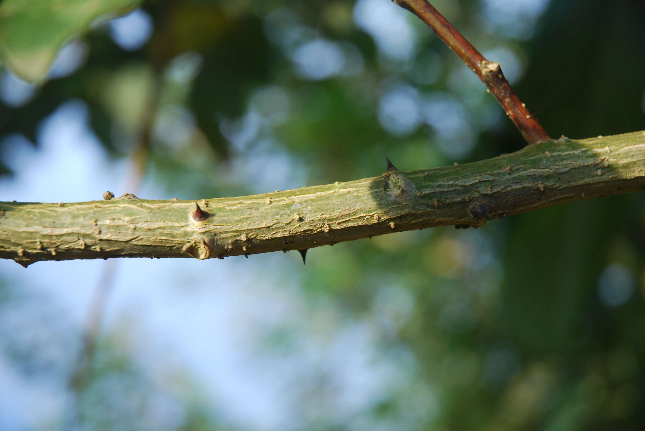 Erythrina fusca Lour. resmi