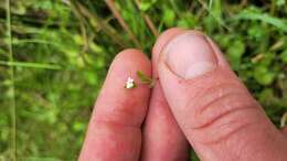 Image of Myosotis tenericaulis Petrie.