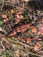 Image of Three-banded Grasshopper