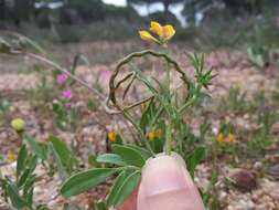 صورة Coronilla repanda (Poir.) Guss.