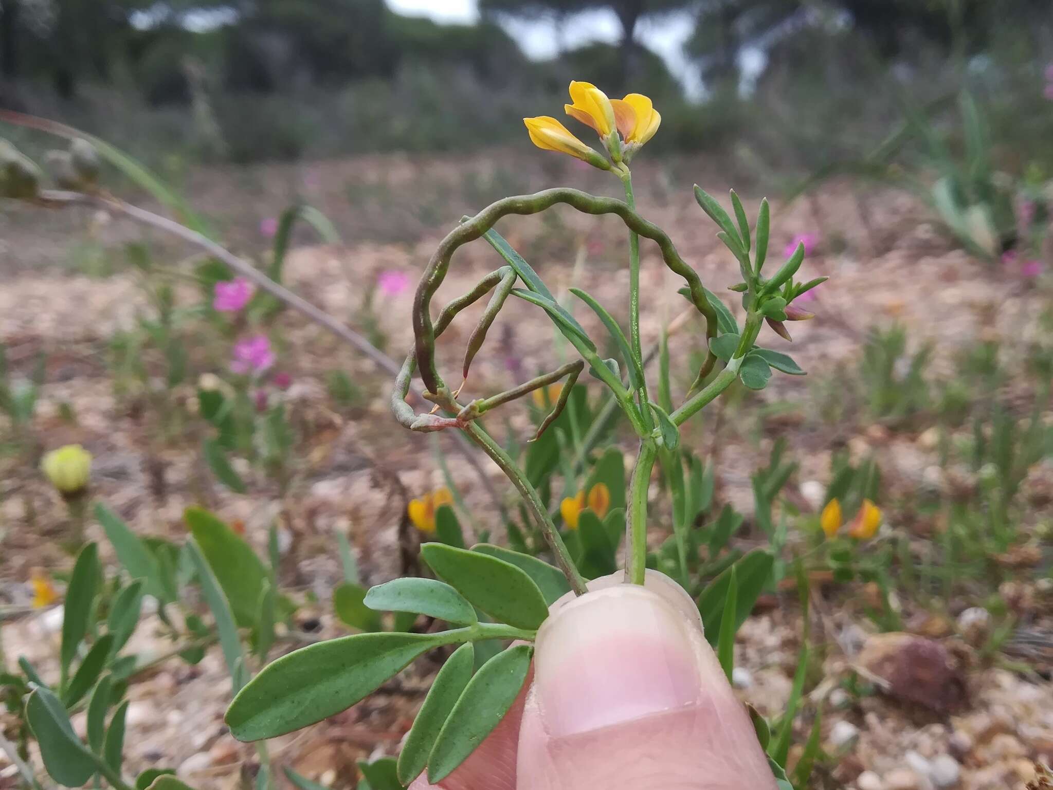 صورة Coronilla repanda (Poir.) Guss.