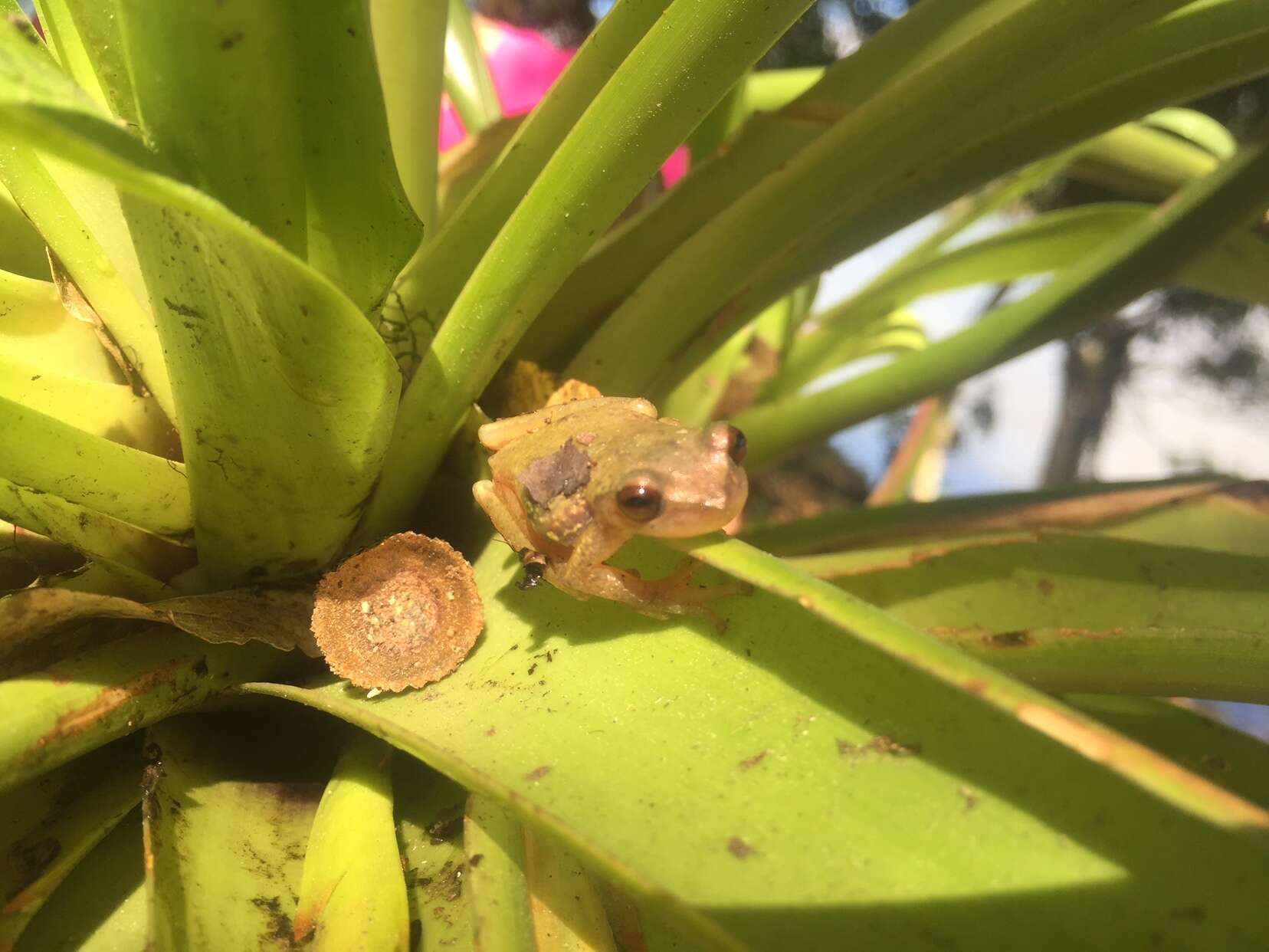 Image of Zacate Blanco treefrog