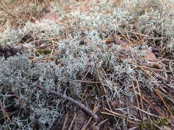 Cladonia arbuscula subsp. mitis (Sandst.) Ruoss resmi