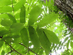 Image of Fraxinus platypoda Oliv.