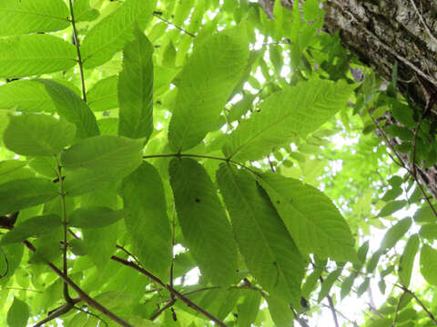 Image of Fraxinus platypoda Oliv.