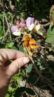 Image of Pacific pea