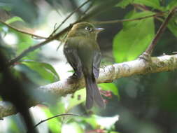 Image of Yellowish Flycatcher