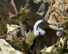 Image of Salvia palaestina Benth.