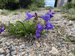 Plancia ëd Penstemon hallii A. Gray