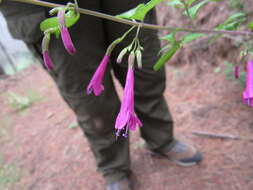 Plancia ëd Clinopodium multiflorum (Ruiz & Pav.) Kuntze