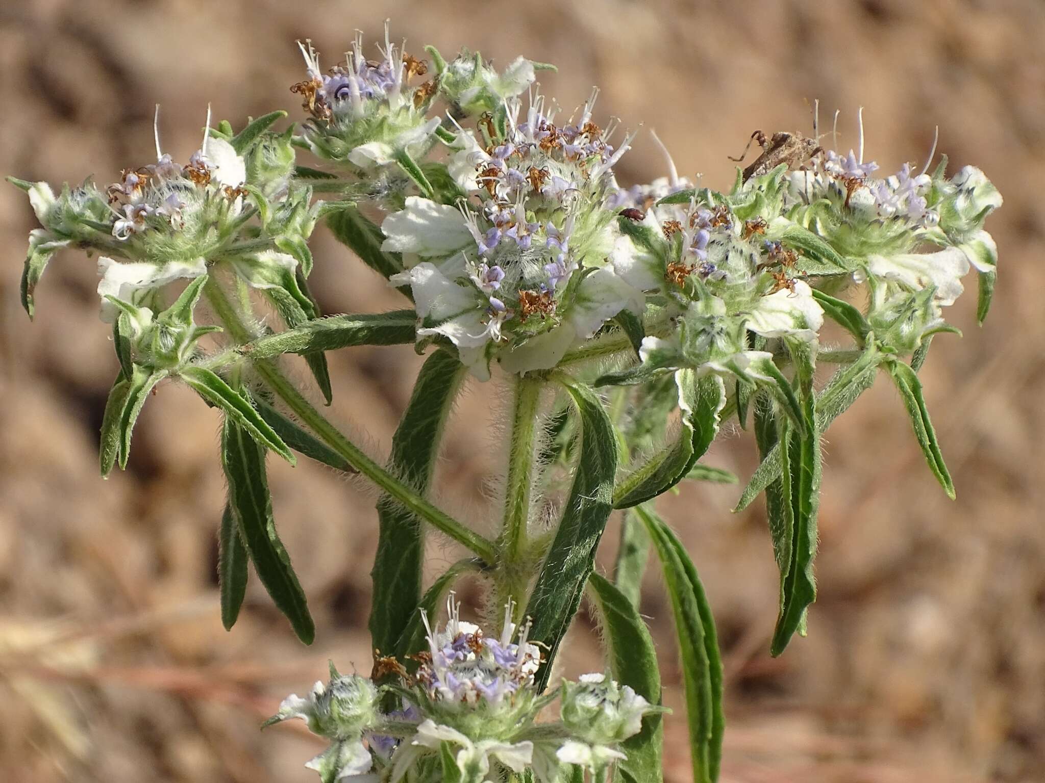 Plancia ëd Haumaniastrum caeruleum (Oliv.) P. A. Duvign. & Plancke