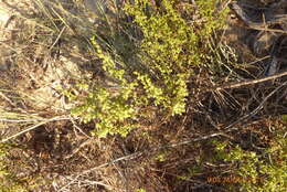 Image of Artemisia monosperma Del.