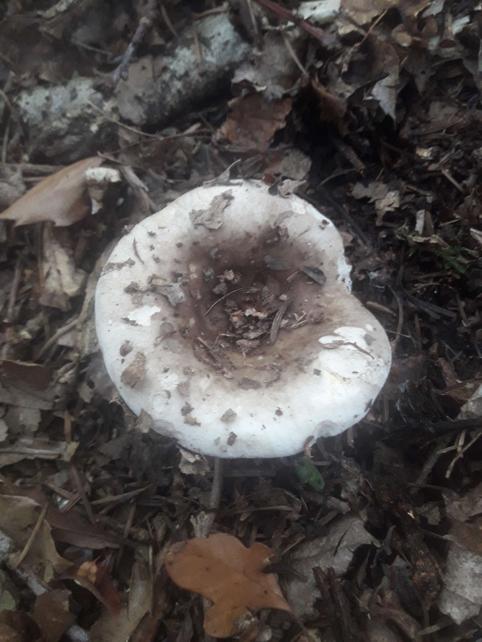 Image de Russula densifolia Secr. ex Gillet 1876