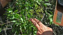 Heteromorpha arborescens (Thunb.) Cham. & Schltdl.的圖片