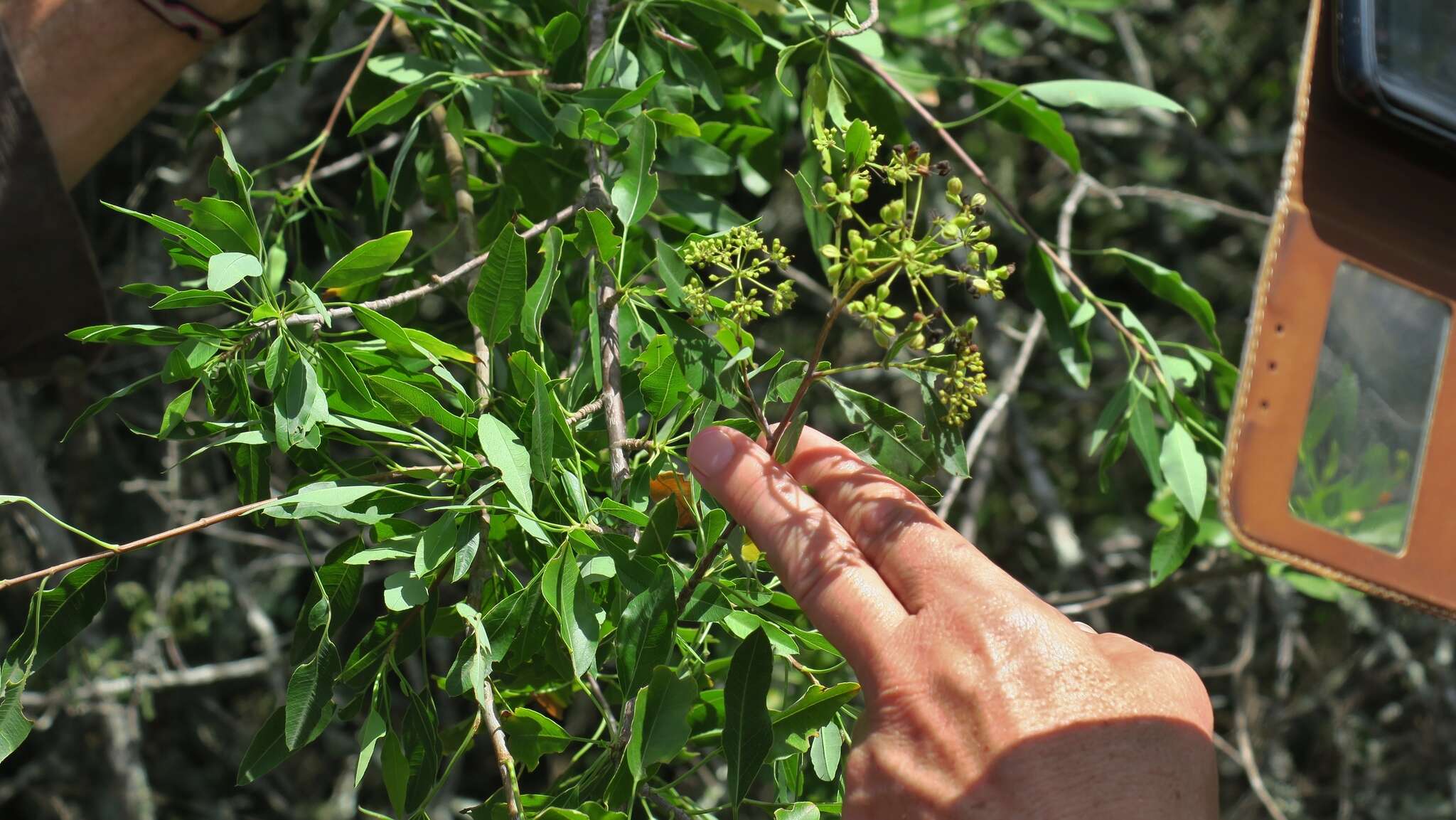 Image of Parsley tree