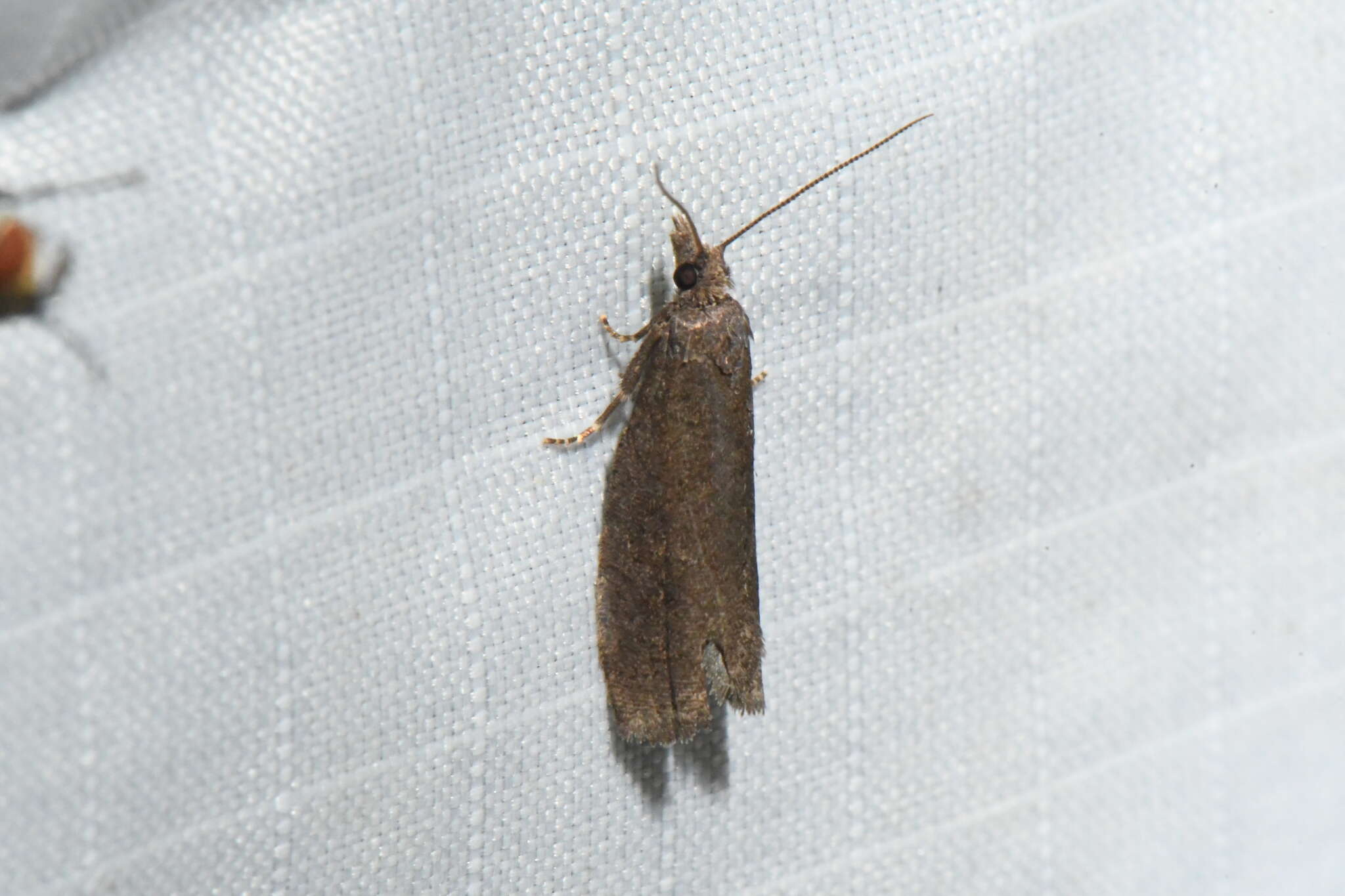 Image of Epinotia myricana McDunnough 1933