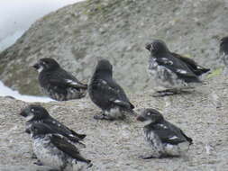 Image of Least Auklet