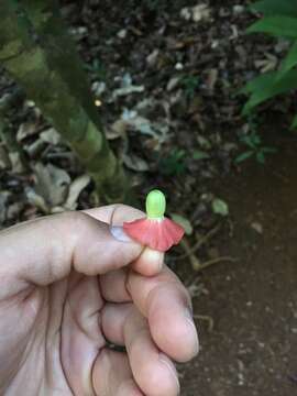 Image of Heisteria acuminata (Humboldt & Bonpland) Engler