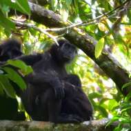 Image of Pig-tailed Langur