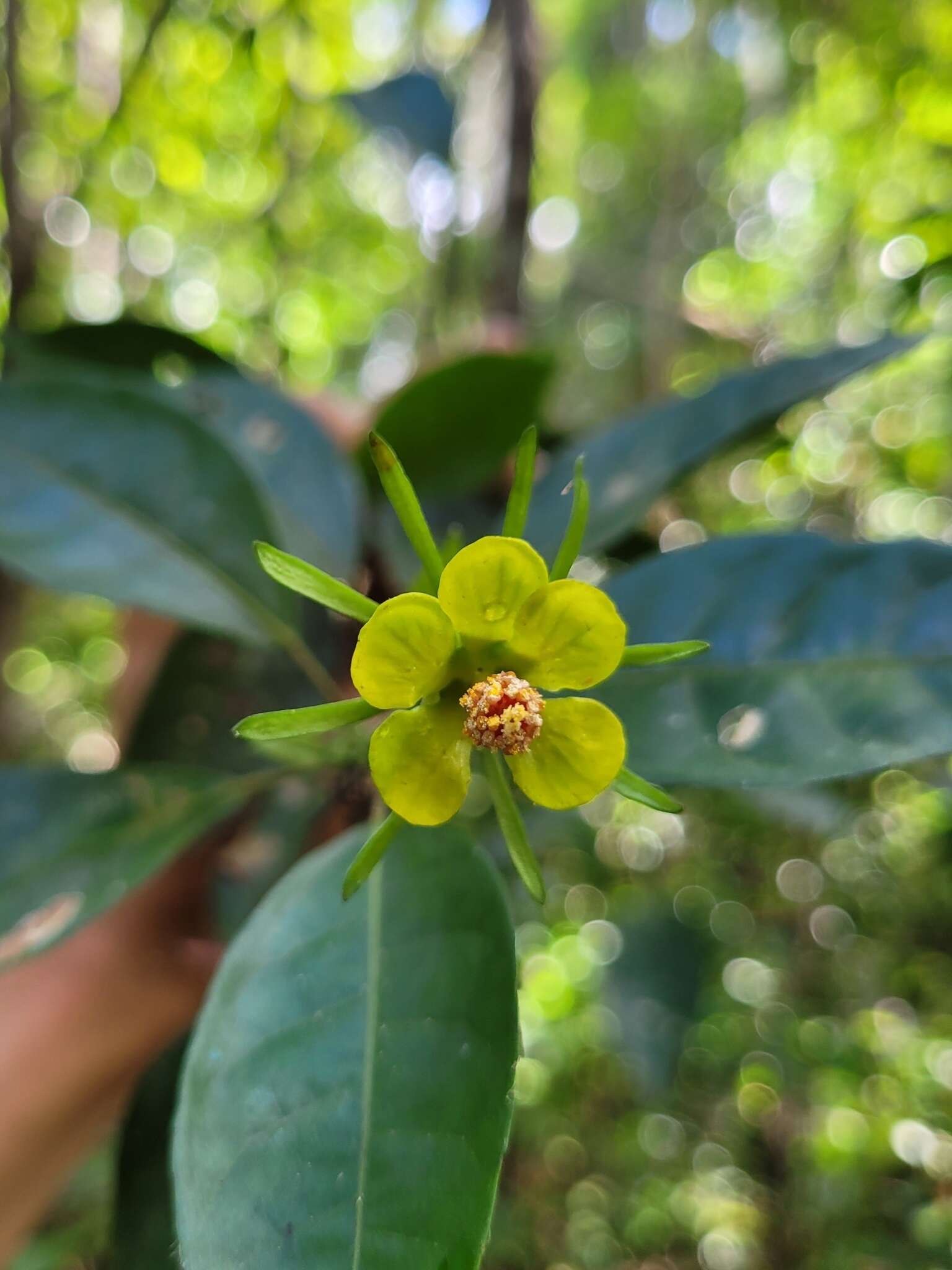 Image de Pavonia calyculosa A. St.-Hil. & Naud.