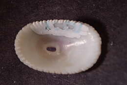 Image of italian keyhole limpet